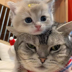 美女心研大尺度写真图片
